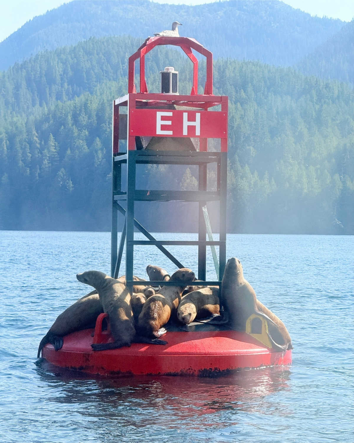 Steller sea lions resting on a buoy near Bella Bella