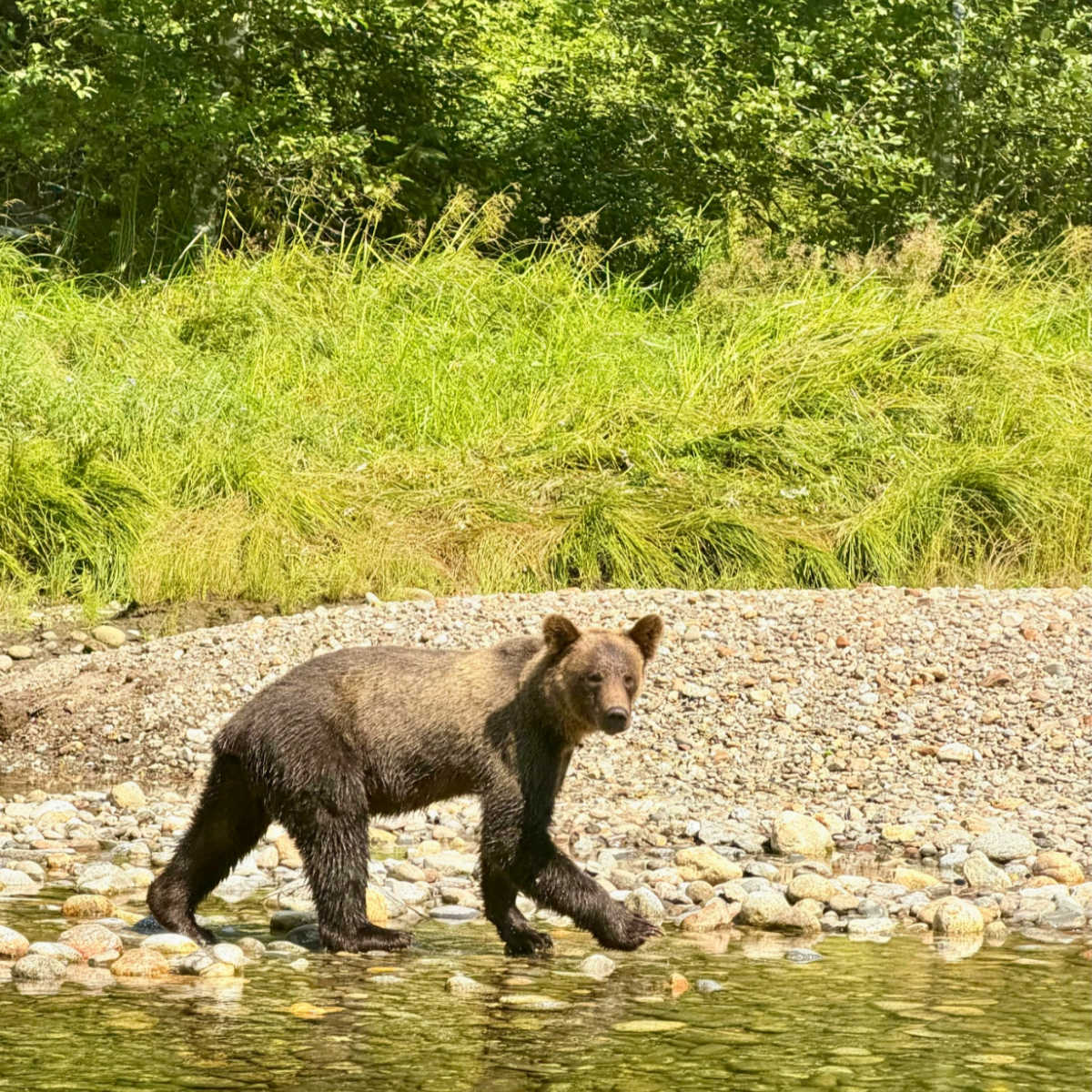 Grizzly bear in the Great Bear Rainforest