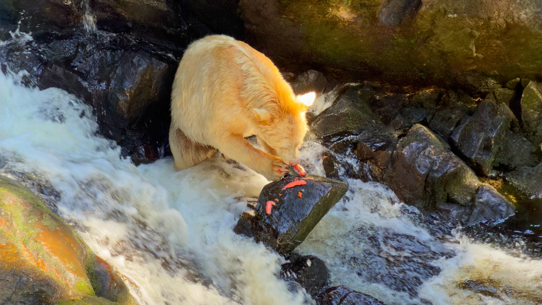 Spirit Bear eating freshly caught salmon
