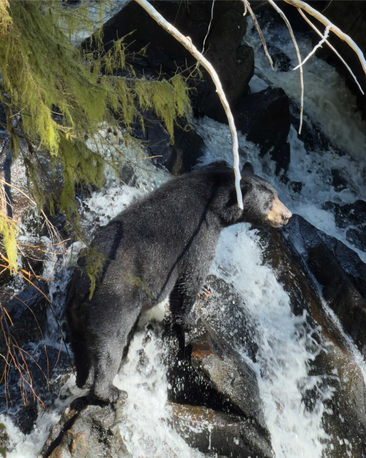 Black bear fishing for salmon in the Great Bear Rainforest