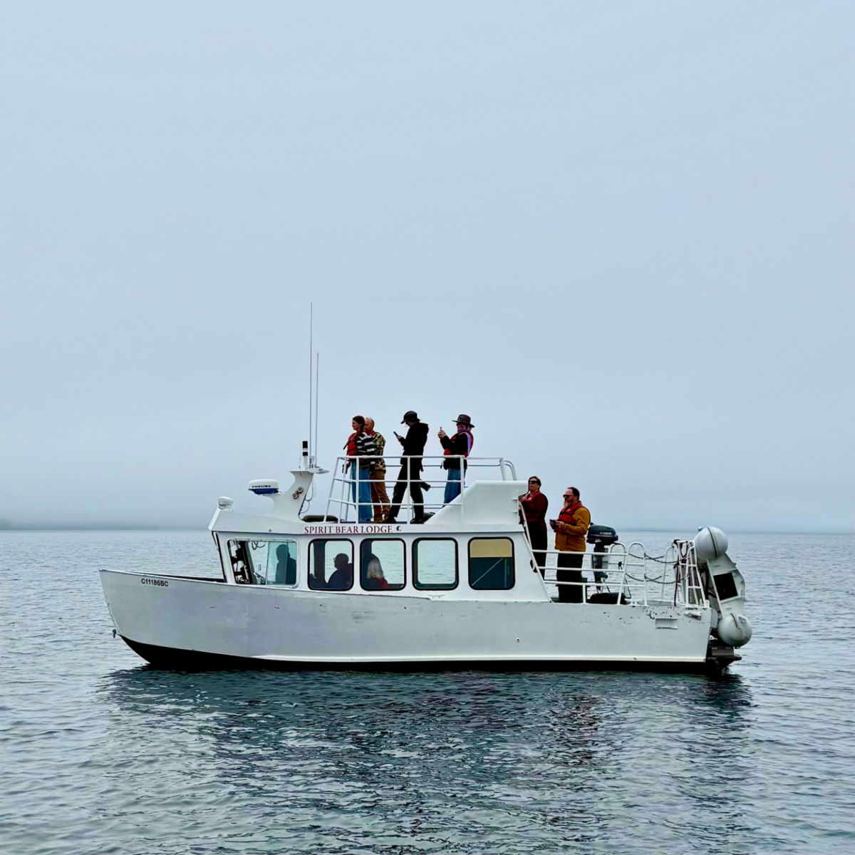 Spirit Bear Lodge boat with guests watching a fin whale near Bella Bella, British Columbia